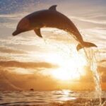 壹号娱乐ng:分析平台的市场定位与竞争优势 1m76948n