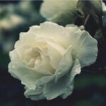 壹号娱乐H5的支付方式与充值攻略 j4qswb