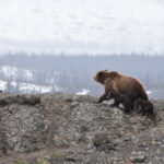 壹号娱乐ng:如何在平台上找到志同道合的朋友 q59ft